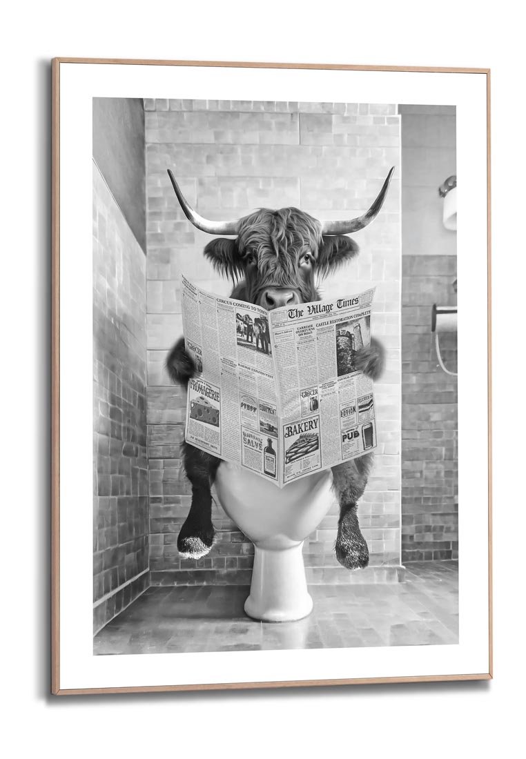 Hochlandrind, das eine Zeitung liest, während es auf einer weißen Toilette sitzt. Schwarz-weiße Aufnahme mit Texturwand im Hintergrund.
