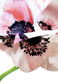 Fiore di anemone rosa e bianco con stami centrali scuri. I petali appaiono frammentati, mostrando diverse tonalità e texture. Fusto verde visibile.