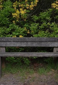 Banc en bois vieilli, vide, placé devant des buissons verts denses avec de petites fleurs jaunes, sur une parcelle d’herbe et de terre.