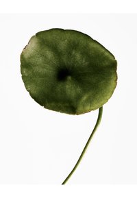 Feuille ronde verte avec une texture lisse, des nervures apparentes et un léger bord brun, attachée à une tige verte fine, sur un fond blanc.