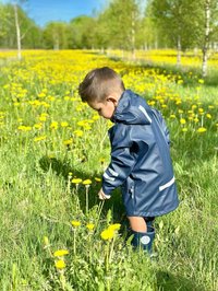 Mørkeblå vandtæt jakke med reflekterende striber, mælkeboller i et grønt mark, barn sidder på hug iført mørkeblå gummistøvler. Klart sollys.