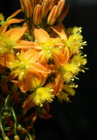 Feloranje bloemen met gele accenten en fijne haartjes, omringd door groene stelen en knoppen. De textuur lijkt glad en levendig.