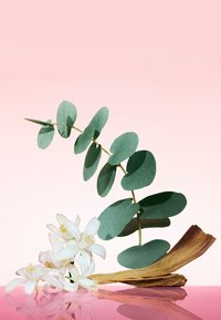 Eukalyptusgrenar med runda gröna blad, vita blommor med gula centra och en bit strukturerad brun trä på en rosa bakgrund.