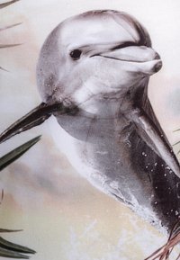 Dolfingrafiek in grijstinten met waterdruppels, omringd door zachte pastelkleuren en palmachtige groene accenten. Soepele textuur.