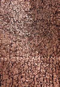 Superficie texturizada en bronce metálico con tonalidades variables, que presenta un intrincado patrón de grietas y formas irregulares.