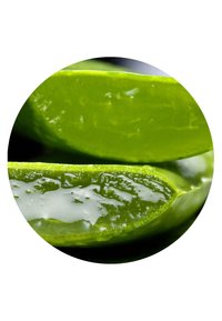 Primer plano de una hoja de aloe vera cortada que muestra el interior claro y similar a un gel con piel exterior de un verde brillante.