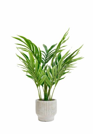 Alte foglie verdi di palma crescono da un vaso in ceramica grigio chiaro a coste, corto, su uno sfondo bianco.