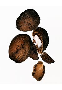 Coquilles d'amande brunes à différents stades de fissuration, révélant une noix blanche à l'intérieur. La surface présente des stries et des taches sombres. Fond blanc.