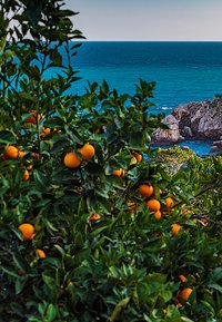 Sinaasappelboomtakken met feloranje fruit tegen een achtergrond van een kalme blauwe zee en een rotsachtige kustlijn, onder een heldere lucht.