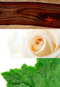 Drei horizontale Abschnitte: dunkles Holzfurnier, eine blasse Creme-Rose mit Wassertropfen und lebhaft grüne, strukturierten Blätter mit gezackten Rändern.