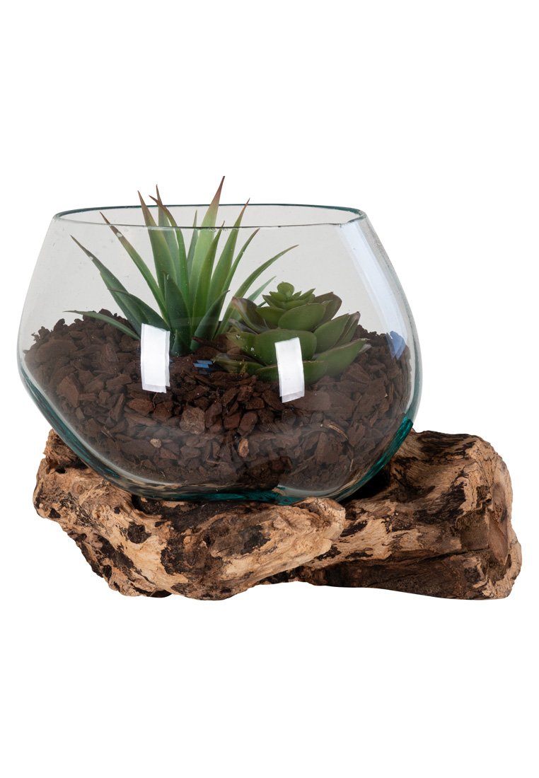 Terrario de vidrio con tierra y plantas suculentas verdes, apoyado sobre un trozo texturizado de madera flotante contra un fondo blanco.