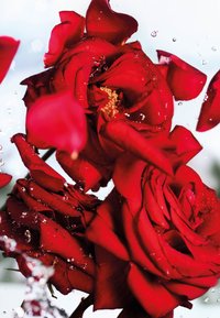 Chopard Fragrances - Perfumy