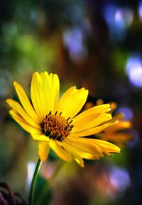Fleur jaune avec des pétales longs et fins et un groupe central de petites étamines brunes. L'arrière-plan flou présente des teintes vertes et orange.