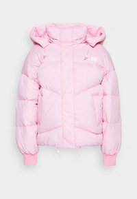 Sélectionné, begonia pink