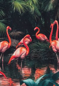 Grupp av rosa flamingor med långa halsar och ben, mot en bakgrund av frodig grön vegetation och en mörk damm som speglar deras livfulla färger.