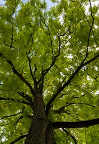 Grote boom met een gestructureerde bruine stam en uitgestrekte takken, bedekt met dichte, felgroene bladeren tegen een heldere lucht achtergrond.
