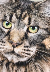 Maine Coon katės portretas su išsamiai pavaizduotu veidu, išryškintomis žaliomis akimis, ruda ir pilka kailiu, turinčiu ryškių juodų dryžių ir dėmių.