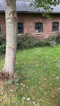 Brick building with arched windows, surrounded by grass and a tree. The roof is corrugated metal, and there are scattered fallen leaves.