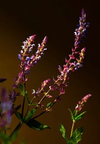 Lilla- og blåblomstrende plante med høye, slanke stilker og grønne blader, med klynger av små blomster øverst, satt mot en mørk bakgrunn.