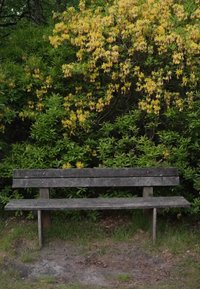 Verwitterte Holzbank vor dichten grünen Büschen mit kleinen gelben Blüten, auf grasbewachsenem Boden im Freien.