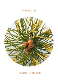 Miniatyrbild 5