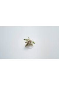 Small edelweiss flower with green leaves resting on a white circular surface against a plain white background.
