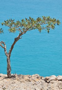 Boom met een gebogen stam en groene bladeren, groeiend op rotsachtig terrein boven kalm blauw water, dat een duidelijke schaduw op de grond werpt.