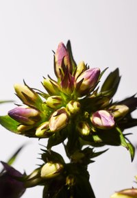 Rituals SAVAGE GARDEN HOME GIFT SET - PRIVATE COLLECTION - Bad- & bodyset