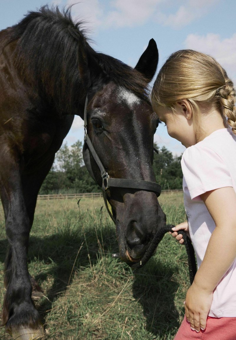 Sort hest med en skinnende pels og en hovedstykke, der læner sig mod et barn, som holder en føringsline. Barnet har en pink skjorte på og står i grønt græs.