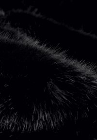 Gros plan sur une fourrure animale foncée avec des poils fins mis en valeur par une faible luminosité, montrant la texture et de subtiles courbes.