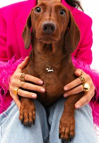 Brauner Dackel mit einer silbernen Halskette mit einem Hundecharme, gehalten von Händen, die mit goldenen Ringen geschmückt sind, vor einem hellpinkem Hintergrund.