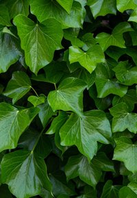 Groene klimopbladeren met een glanzende textuur, die variëren in grootte en vorm, met opvallende lobben en een rijke, levendige tint.