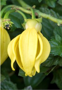 Geel, klokvormige bloem met langwerpige bloemblaadjes, rustend op een groene steel tussen donkergroene bladeren. Stuifmeelclusters zichtbaar aan de basis.