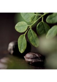 Nahaufnahme von grünen Moringa-Blättern an einem Zweig mit zwei dunklen Moringa-Samen auf einer unscharfen dunklen Oberfläche.