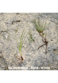 Three botanical specimens displayed on a textured rock surface: green needles, dark berries, and a brown, fibrous root. Label present.