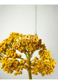 Gele bloemklusters met kleine, ronde bloemblaadjes en een slanke groene steel, getooid met een glanzende, gouden druppel.