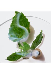 Des feuilles de patchouli vertes disposées sur une assiette circulaire transparente, avec une graine brune et une volute de fumée s'élevant au-dessus. Du texte noir étiquette "Patchouli."