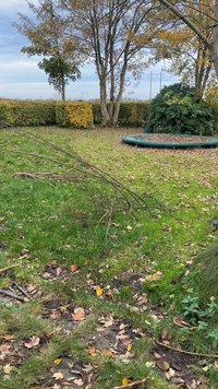 Zaļš zāles segums ar izkaisītām nokritušām lapām, sausām zariņiem un apļveida zaļu batutu pagalmā, aiz kura ir dzīvžogi un koki.