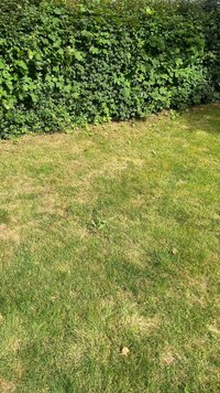 Vegyes zöld fűvel borított gyep, világosbarna foltokkal, sűrű zöld cserjék által körülvéve, különböző levélformákkal és méretekkel.