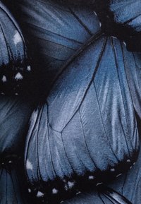 Tyg med en närbild av blå fjärilsvingar med detaljerade texturer, mörka accenter och ömtåliga ådror, mot en svart bakgrund.
