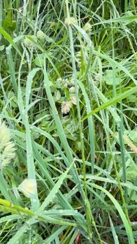 Une herbe verdoyante avec des textures variées, de longues brindilles, de petits groupes de fleurs sauvages et des gouttelettes d'eau à la surface dans un cadre naturel.