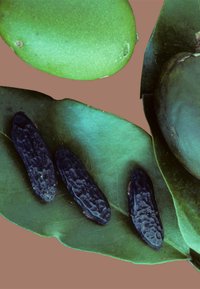 Des fruits verts et foncés sur des feuilles vertes, avec trois graines sombres et texturées mise en valeur sur un fond brun.