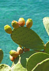 Groene cactusplaten met afgeronde vormen, met geelgroene vruchten met stekels, tegen een blauwe, gestructureerde oceaanachtergrond.