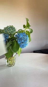 Buketi hortenzija u prozirnoj vazi, s velikim plavim cvjetovima, zelenim lišćem i teksturiranom površinom, na bijelom stolu.