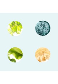 Quatre gros plans circulaires de différents types d'algues : feuillues vertes, bleues ramifiées, feuille bouclée vert vif et surface texturée beige pâle.