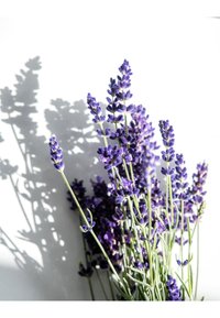Thumbnail-Bild 5
