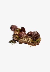 Décoration naturelle présentant une écorce brune texturée et des champignons brun rouge foncé, accentués par de la mousse verte et des lichens.