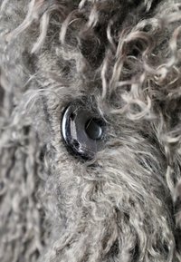 Grå tekstureret stof med tætte, krøllede tråde, der har en glansfuld sort knapdetalje tæt på stoffets overflade.