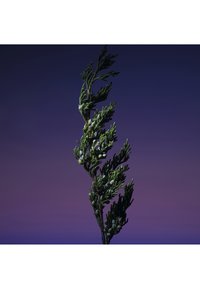 Branche de conifère verte avec de petites cônes ronds sur un fond dégradé passant du violet au bleu foncé.