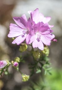 Fleurs roses délicates à cinq pétales, entourées de boutons verts et de feuilles ; texture douce et détails complexes sur les surfaces des pétales.